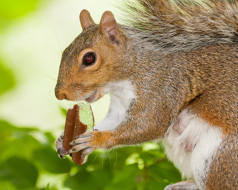 001-Grey-Squirrel-by-John-Coveney