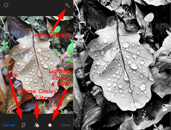 3.2-Nov17-Leaf-edits